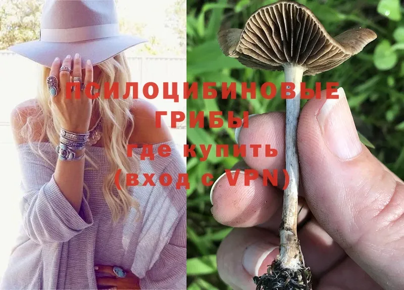 Псилоцибиновые грибы Psilocybe  Заречный 